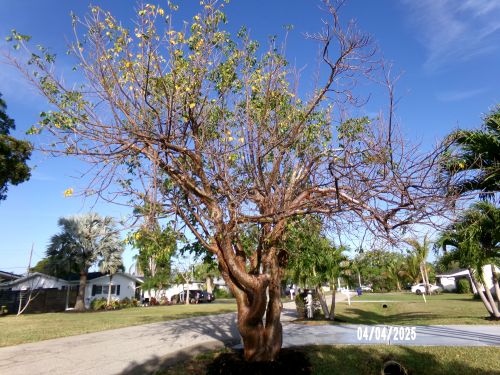 bursera-simaruba-gumbo-limbo