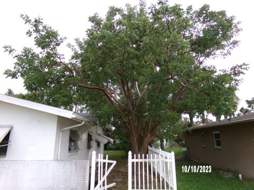 bursera-simaruba-gumbo-limbo