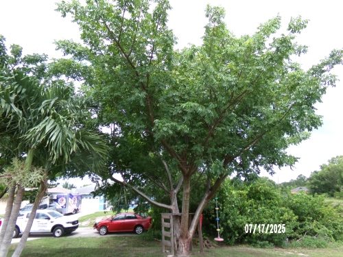 bursera-simaruba-gumbo-limbo