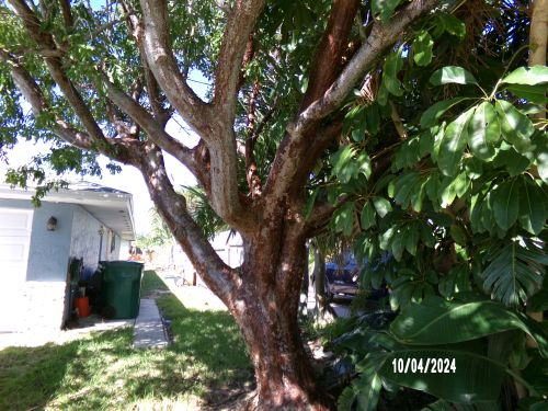 bursera-simaruba-gumbo-limbo