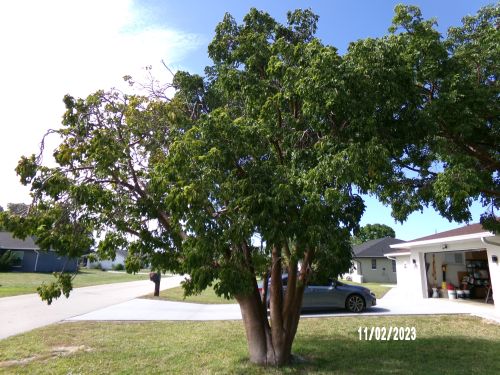 bursera-simaruba-gumbo-limbo