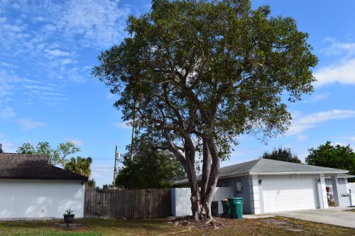 bursera-simaruba-gumbo-limbo