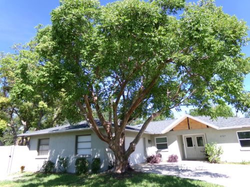 bursera-simaruba-gumbo-limbo