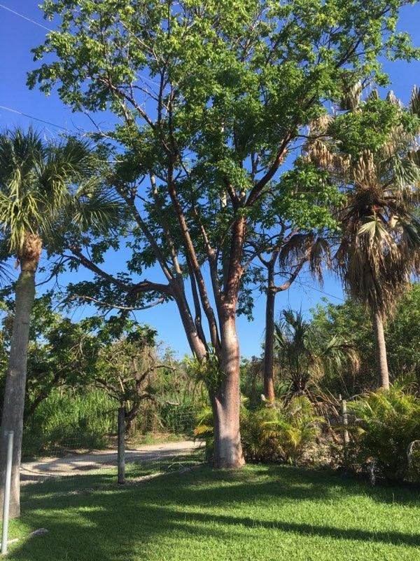 bursera-simaruba-gumbo-limbo
