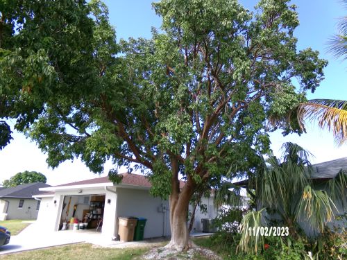 bursera-simaruba-gumbo-limbo