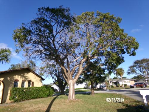 bursera-simaruba-gumbo-limbo