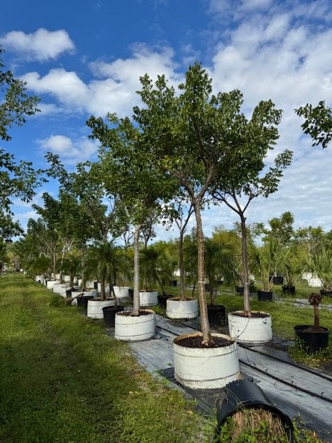 bursera-simaruba-gumbo-limbo