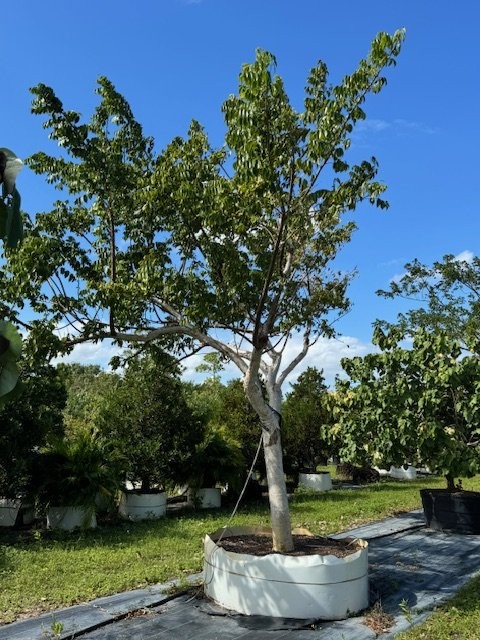 bursera-simaruba-gumbo-limbo