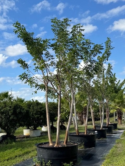 bursera-simaruba-gumbo-limbo