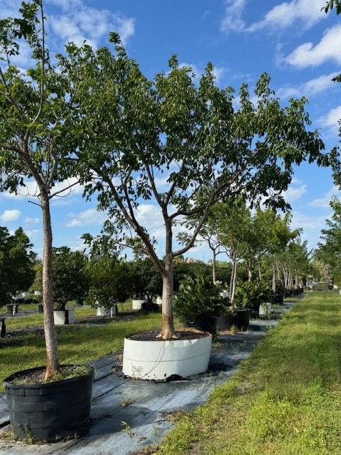 bursera-simaruba-gumbo-limbo