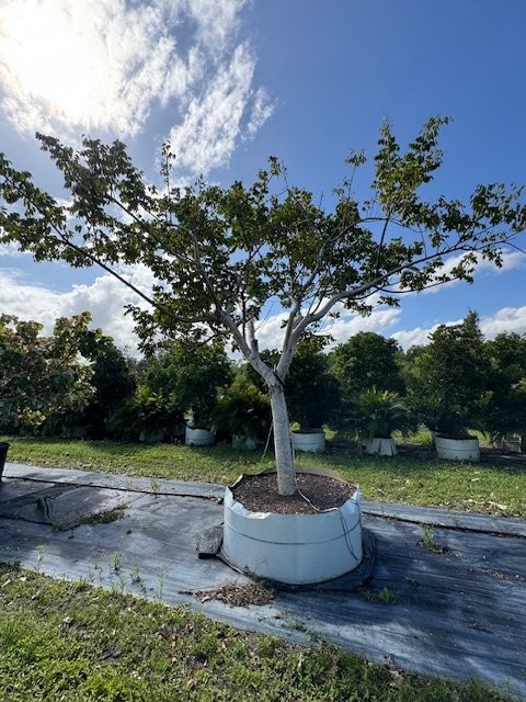 bursera-simaruba-gumbo-limbo