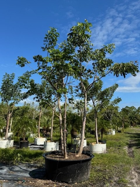 bursera-simaruba-gumbo-limbo