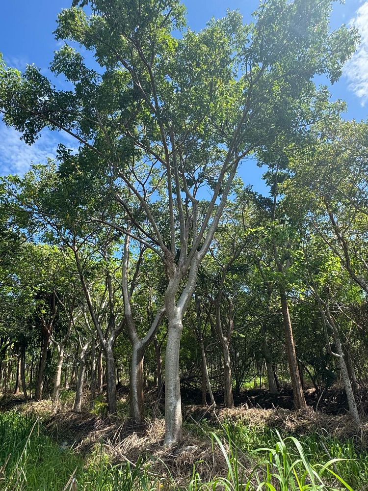 bursera-simaruba-gumbo-limbo
