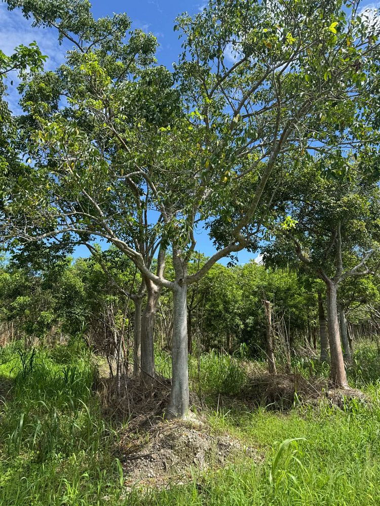 bursera-simaruba-gumbo-limbo