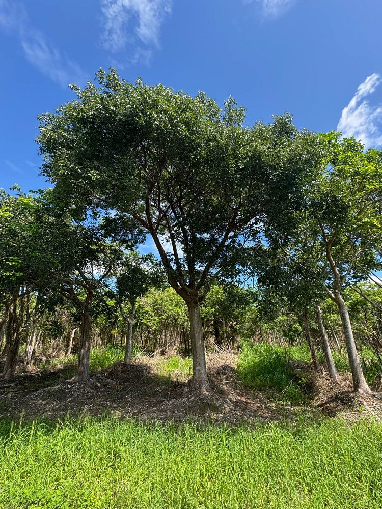 bursera-simaruba-gumbo-limbo