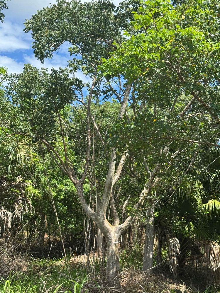 bursera-simaruba-gumbo-limbo