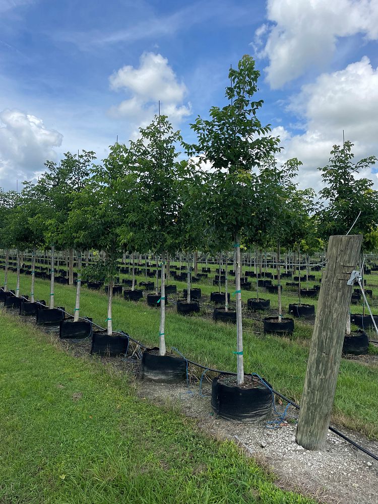 bursera-simaruba-gumbo-limbo