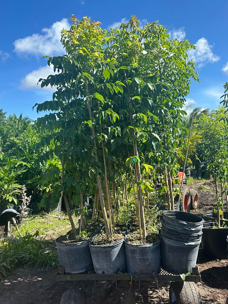 bursera-simaruba-gumbo-limbo