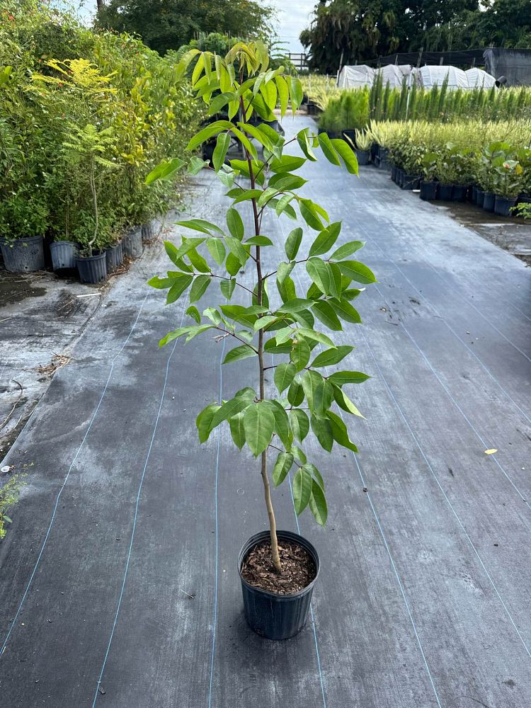 bursera-simaruba-gumbo-limbo