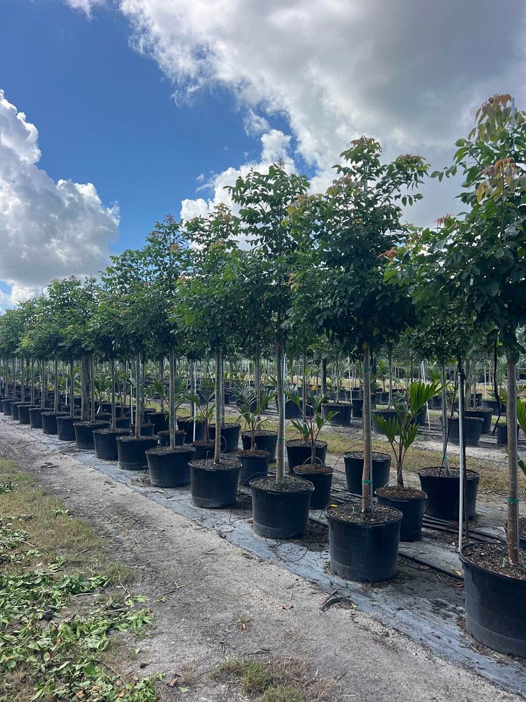 bursera-simaruba-gumbo-limbo
