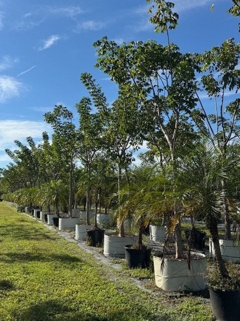 bursera-simaruba-gumbo-limbo