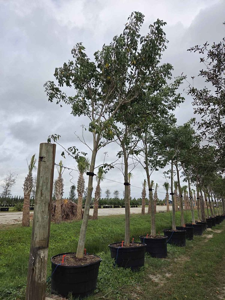 bursera-simaruba-gumbo-limbo