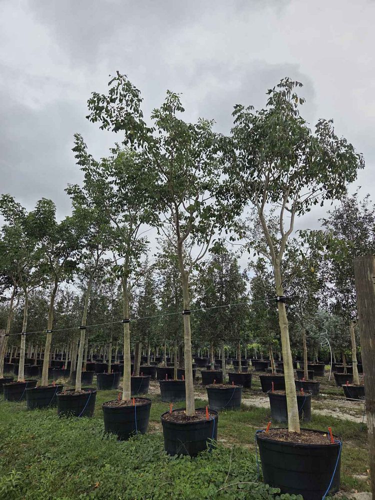 bursera-simaruba-gumbo-limbo