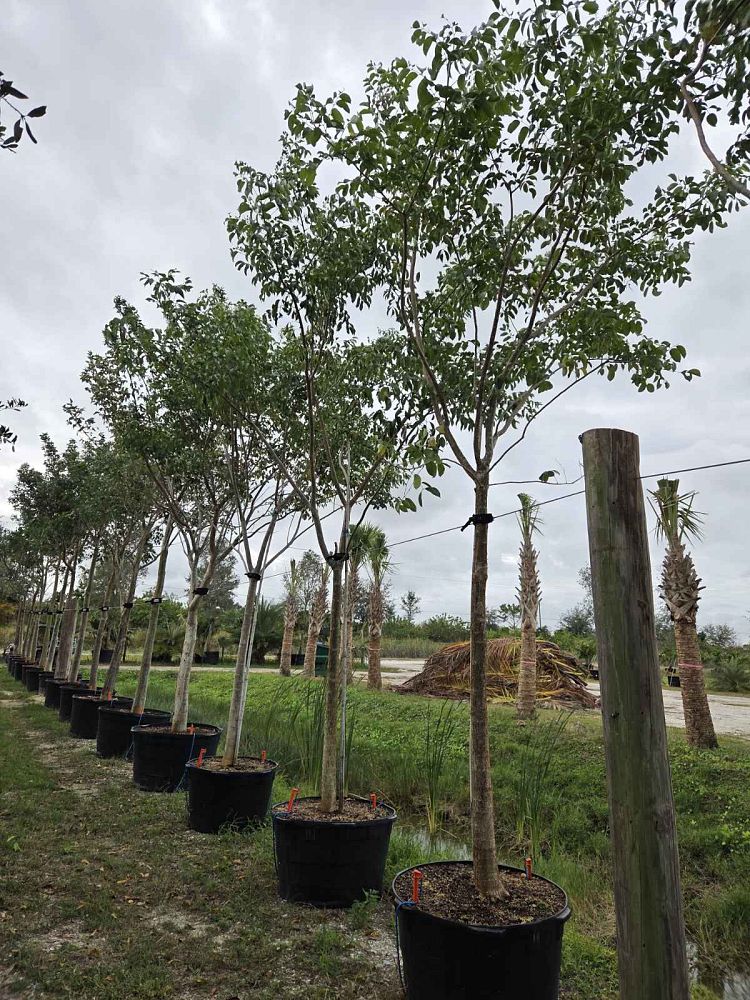 bursera-simaruba-gumbo-limbo
