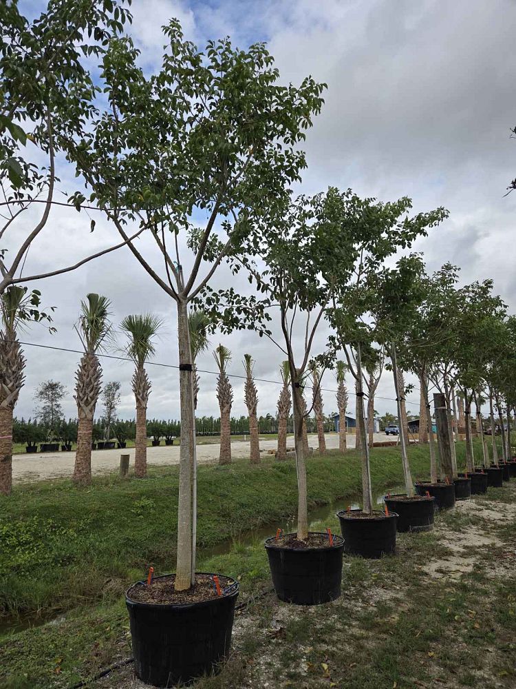 bursera-simaruba-gumbo-limbo