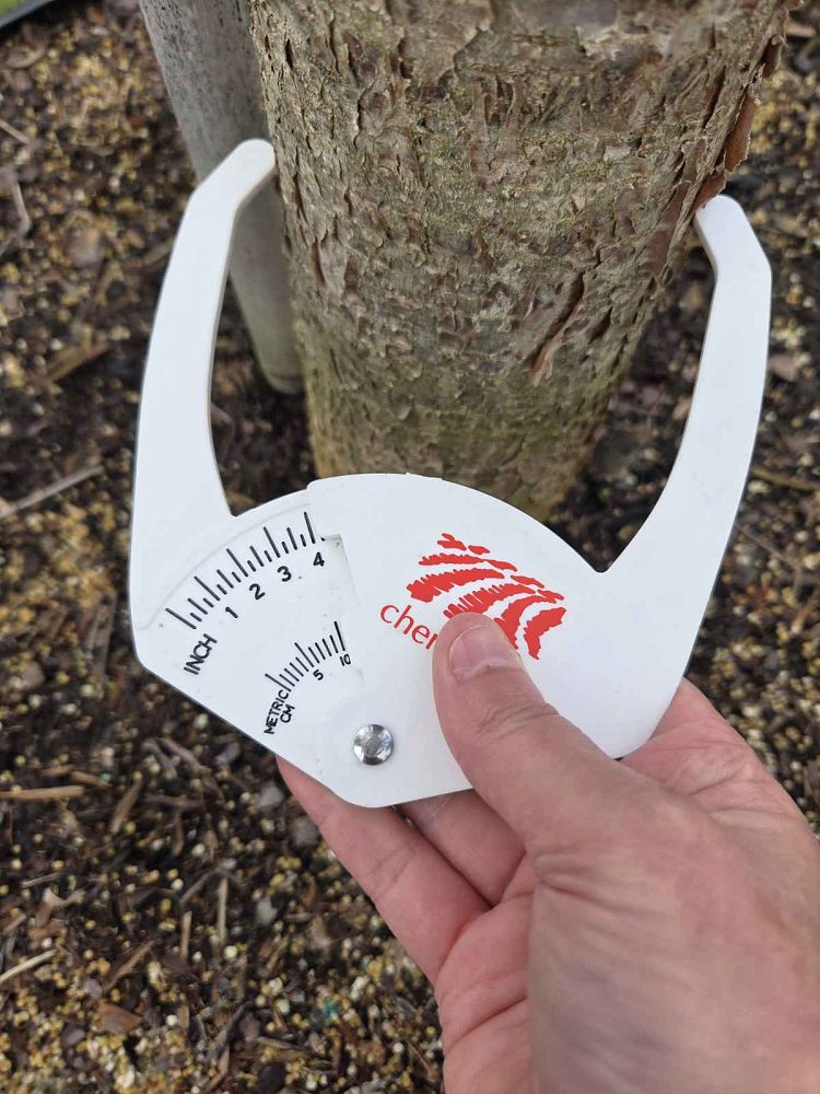 bursera-simaruba-gumbo-limbo