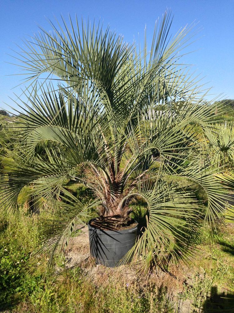 butia-capitata-cocos-australis-pindo-palm-jelly-palm