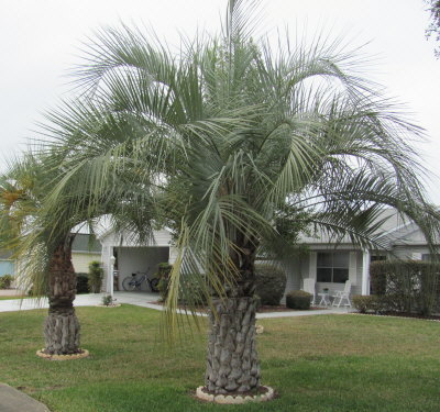 butia-capitata-cocos-australis-pindo-palm-jelly-palm