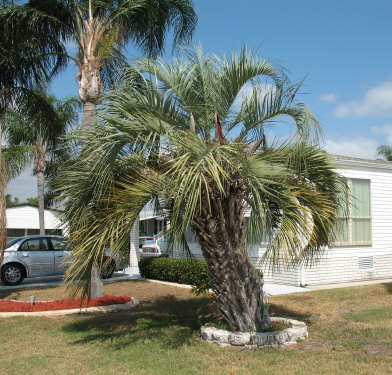 butia-capitata-cocos-australis-pindo-palm-jelly-palm