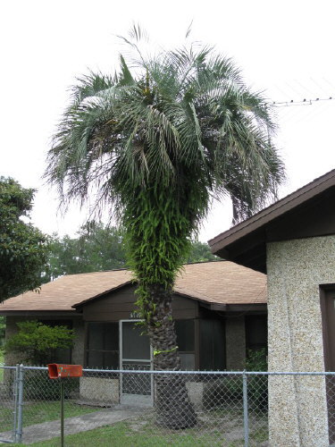 butia-capitata-cocos-australis-pindo-palm-jelly-palm