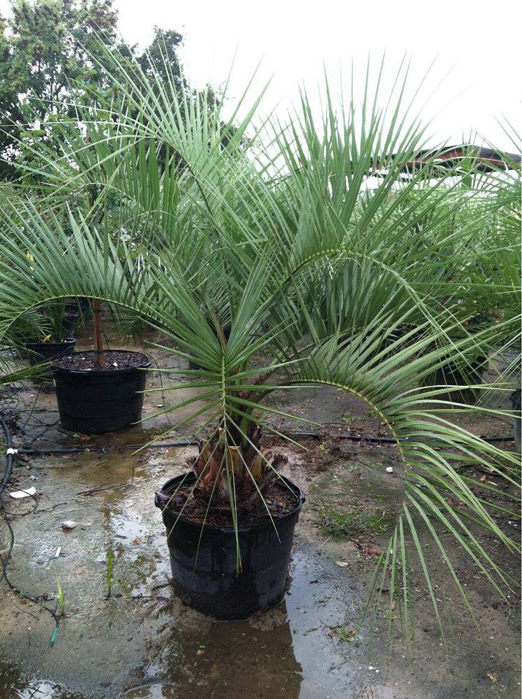 butia-capitata-cocos-australis-pindo-palm-jelly-palm