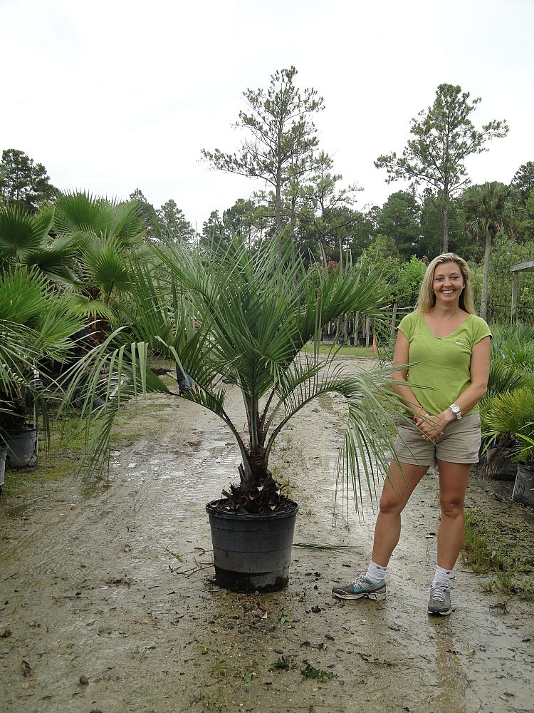 butia-capitata-cocos-australis-pindo-palm-jelly-palm