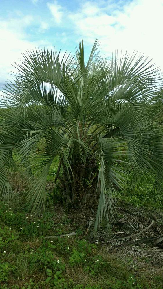 butia-capitata-cocos-australis-pindo-palm-jelly-palm