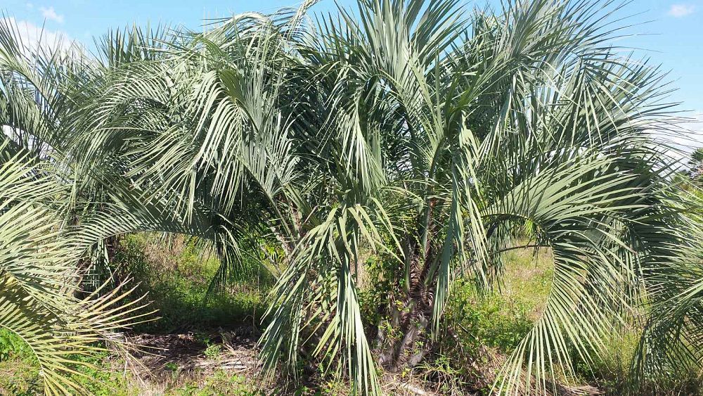 butia-capitata-cocos-australis-pindo-palm-jelly-palm