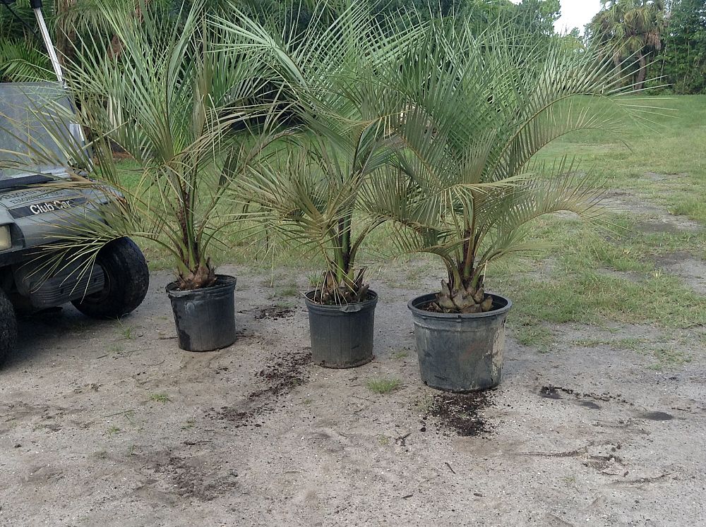 butia-capitata-cocos-australis-pindo-palm-jelly-palm