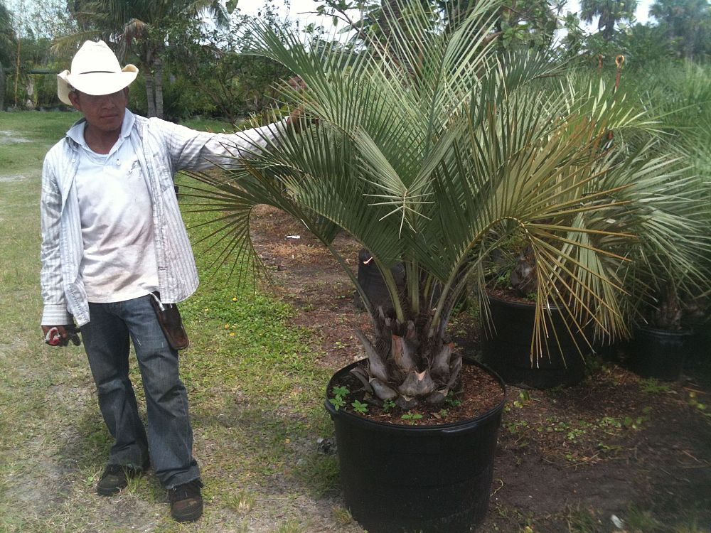 butia-capitata-cocos-australis-pindo-palm-jelly-palm