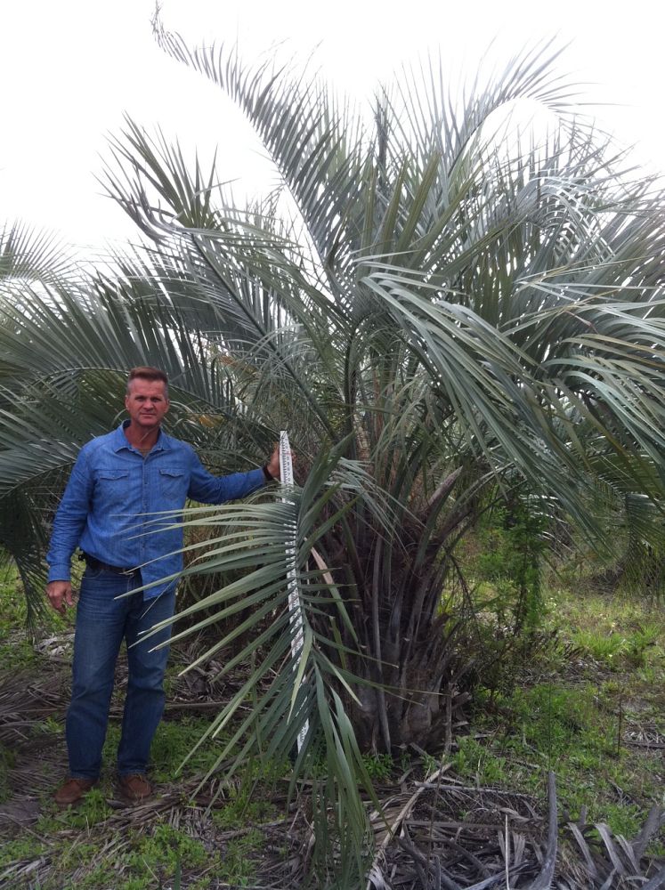 butia-capitata-cocos-australis-pindo-palm-jelly-palm