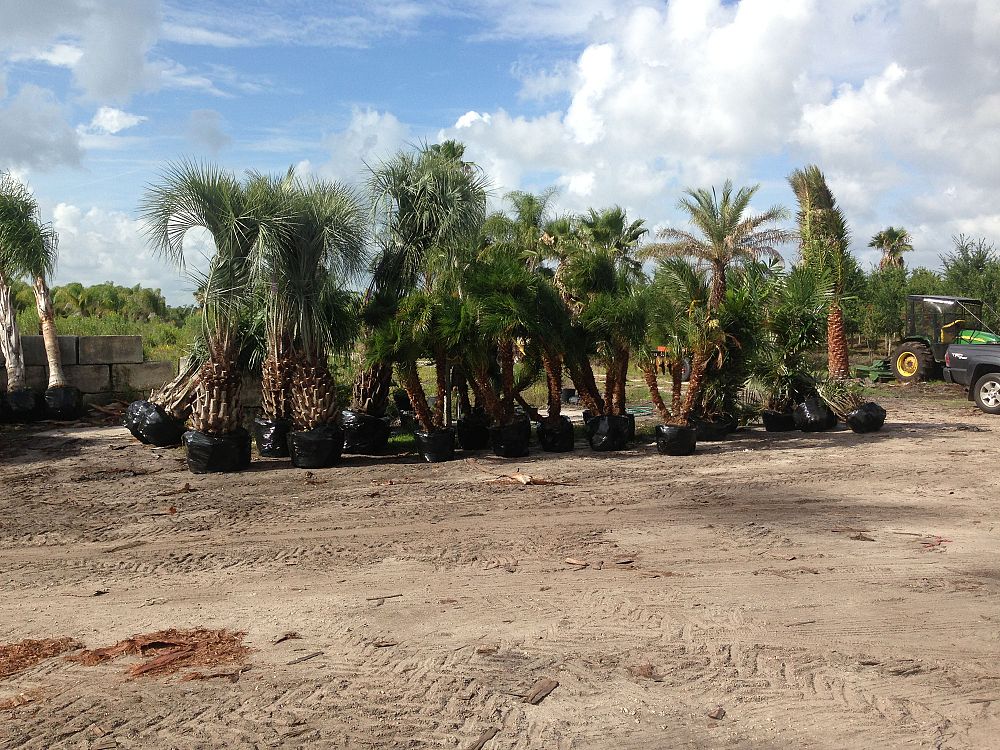butia-capitata-cocos-australis-pindo-palm-jelly-palm