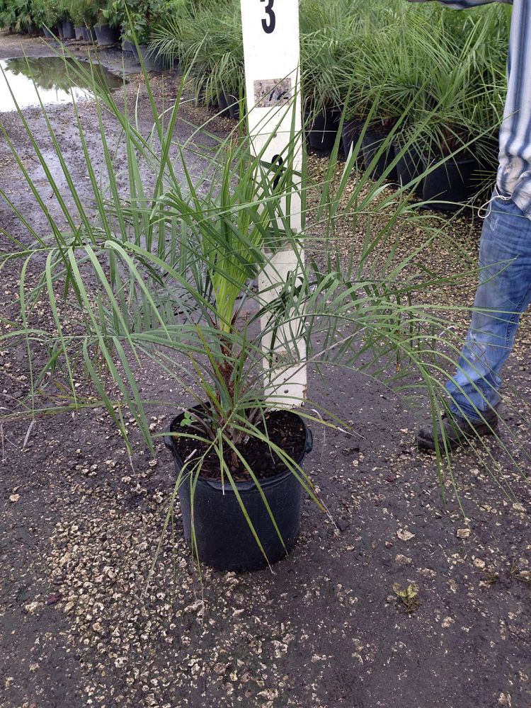 butia-capitata-cocos-australis-pindo-palm-jelly-palm