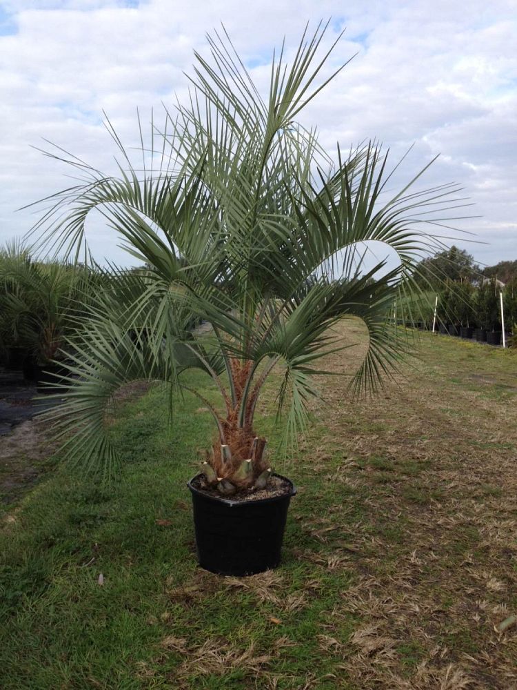 butia-capitata-cocos-australis-pindo-palm-jelly-palm