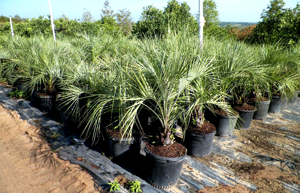 butia-capitata-cocos-australis-pindo-palm-jelly-palm