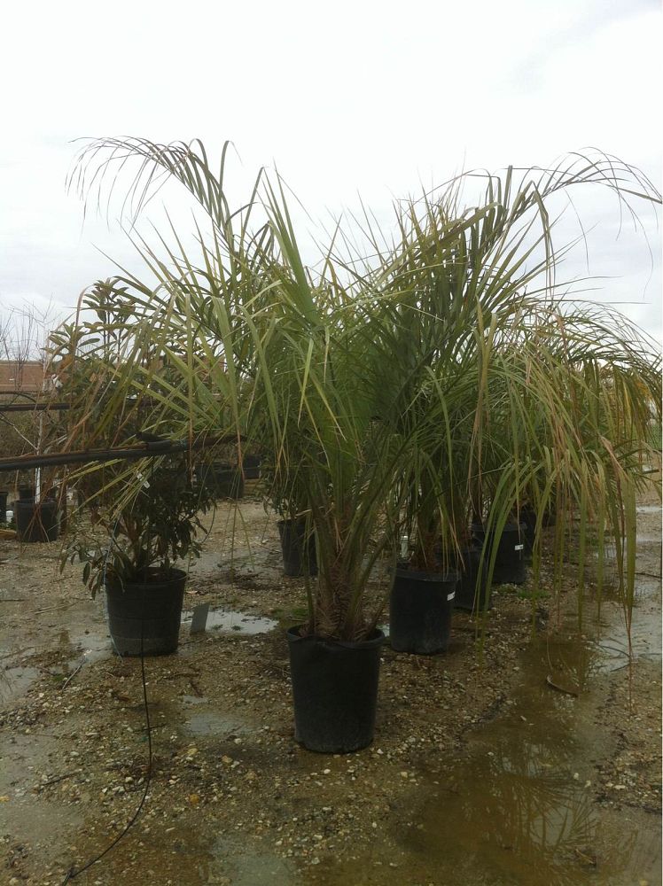 butia-capitata-cocos-australis-pindo-palm-jelly-palm