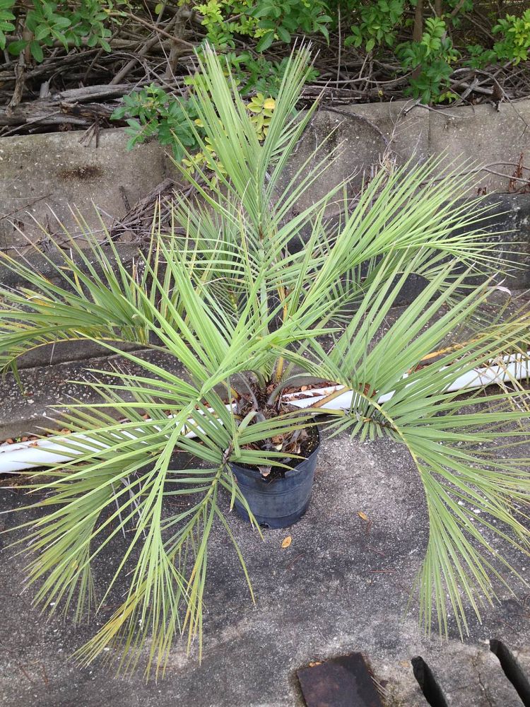 butia-capitata-cocos-australis-pindo-palm-jelly-palm