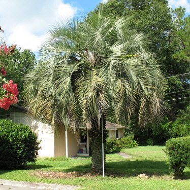 butia-capitata-cocos-australis-pindo-palm-jelly-palm
