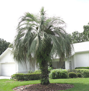butia-capitata-cocos-australis-pindo-palm-jelly-palm