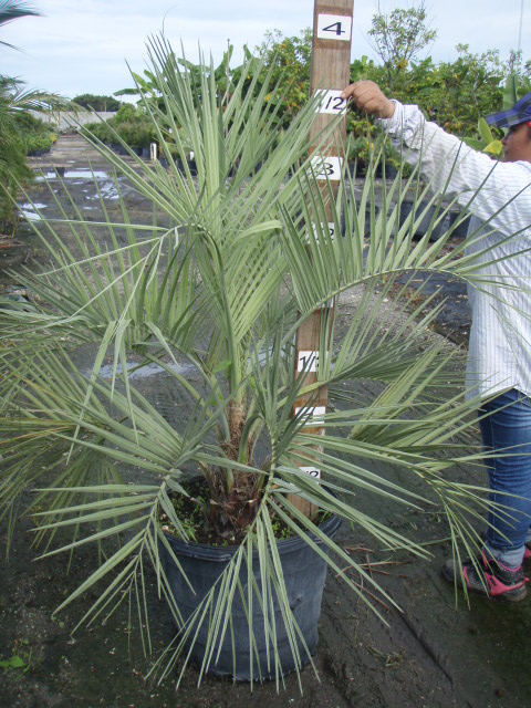 butia-capitata-cocos-australis-pindo-palm-jelly-palm
